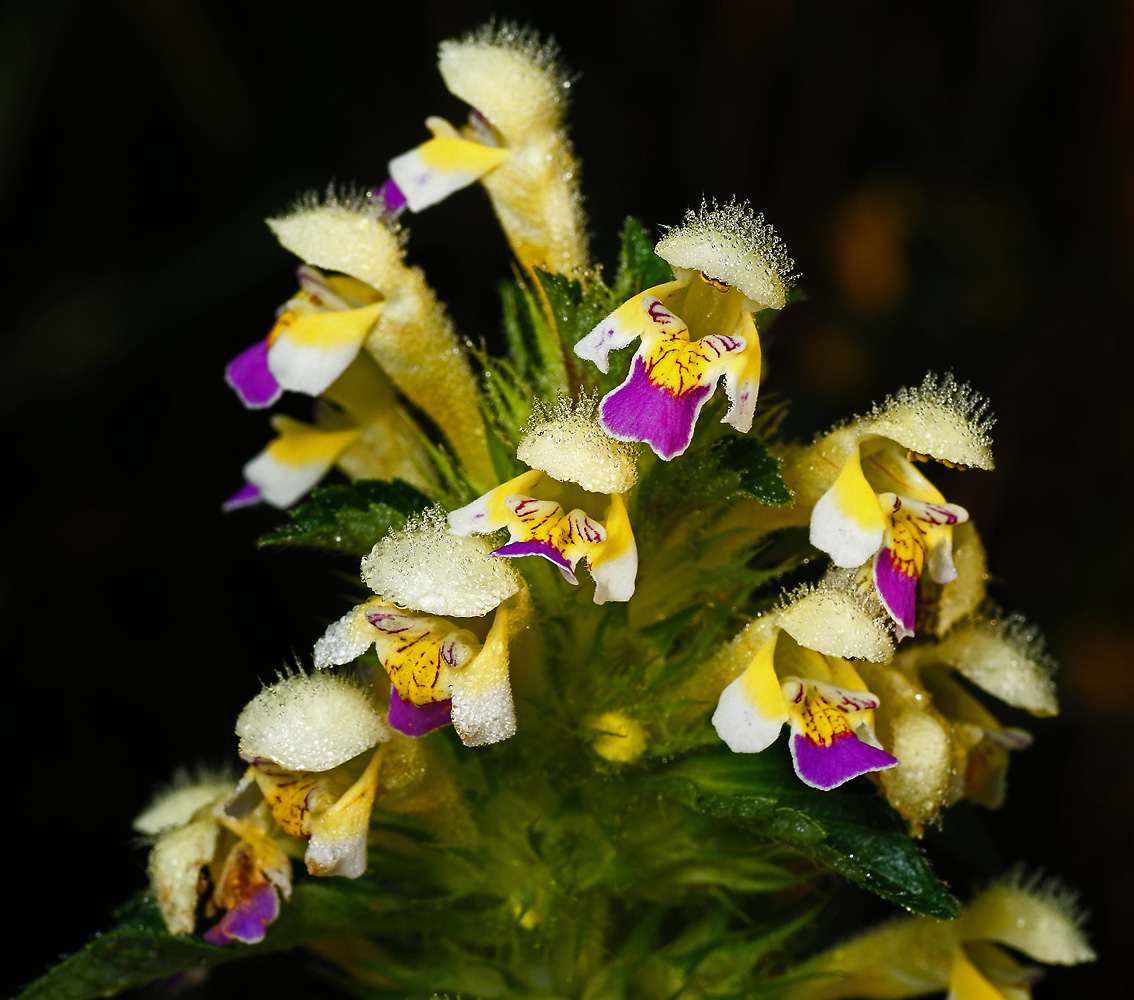 Изображение особи Galeopsis speciosa.