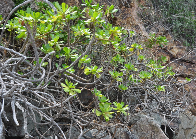 Изображение особи Scaevola taccada.