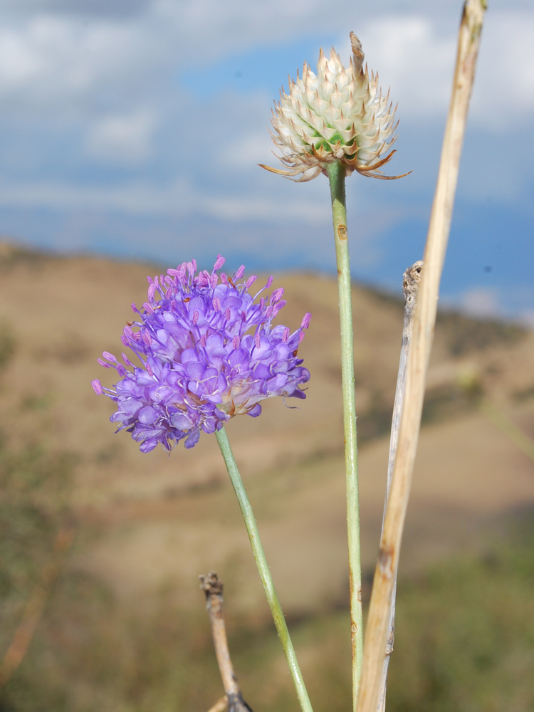 Изображение особи Dipsacus dipsacoides.