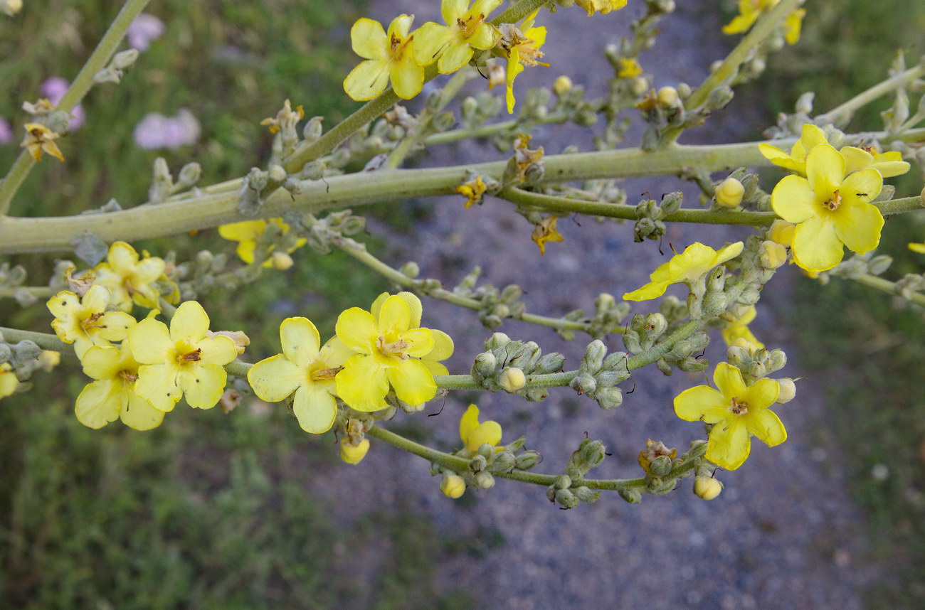 Изображение особи Verbascum songaricum.