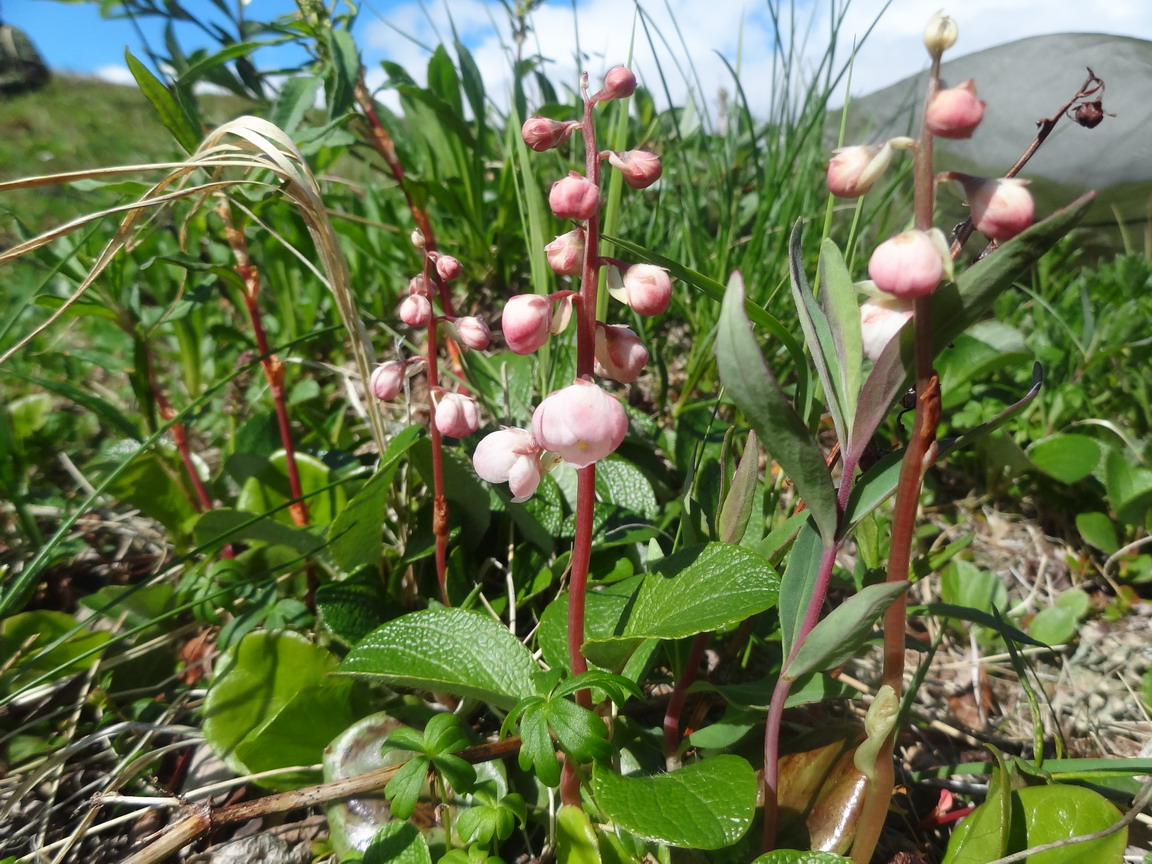 Изображение особи Pyrola minor.