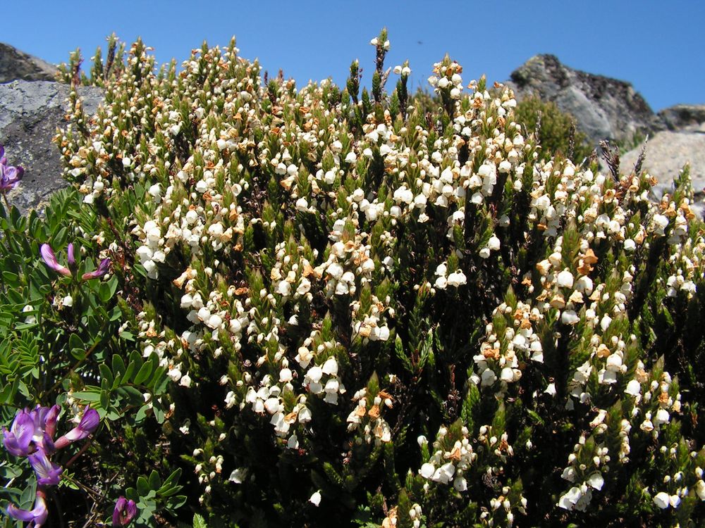 Image of Cassiope ericoides specimen.