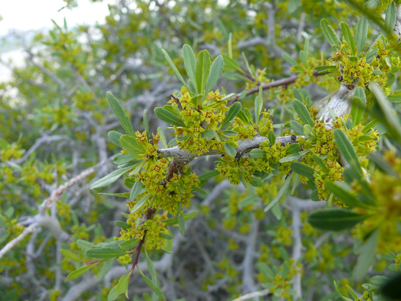 Image of Rhamnus sintenisii specimen.