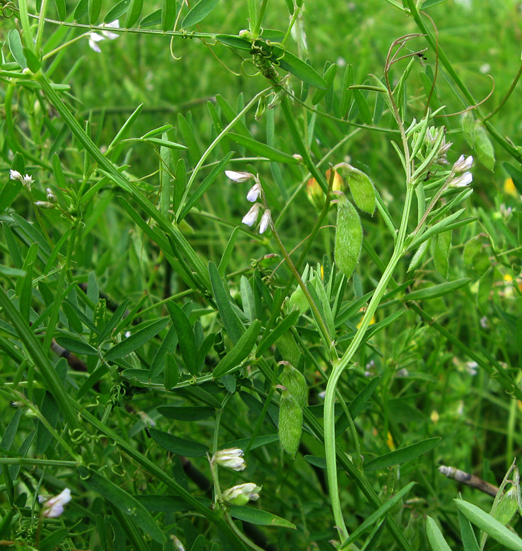 Изображение особи Vicia hirsuta.