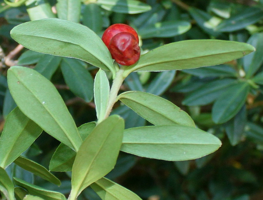 Image of genus Daphne specimen.