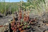 Sedum alberti