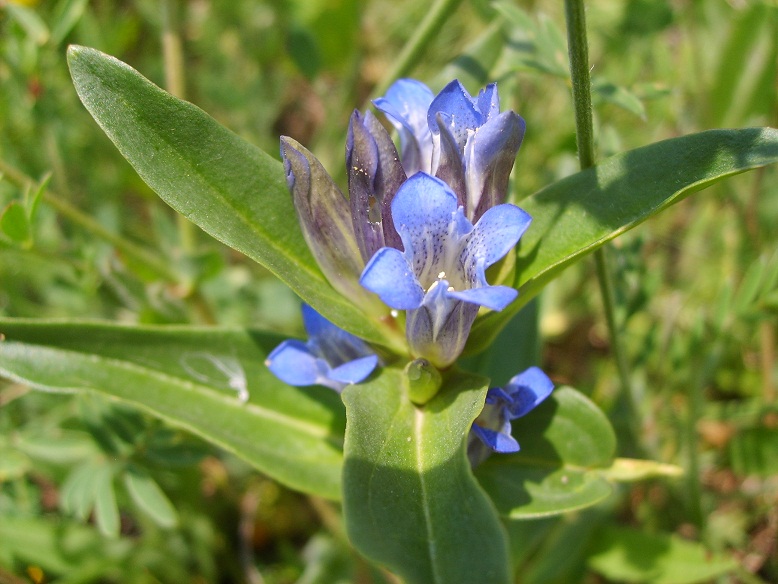 Image of Gentiana cruciata specimen.