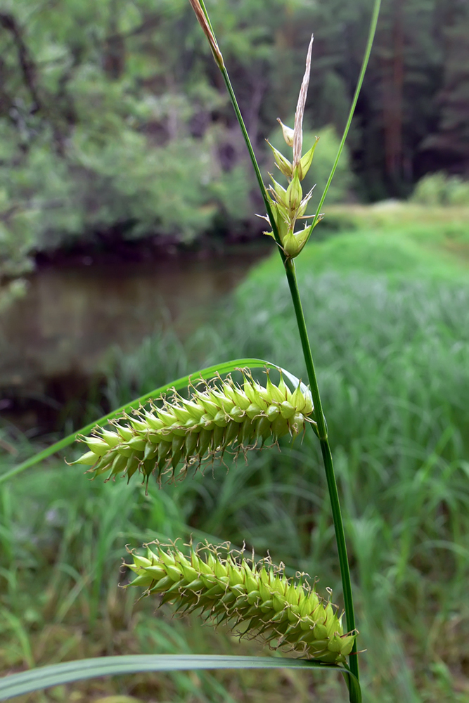 Изображение особи Carex vesicaria.