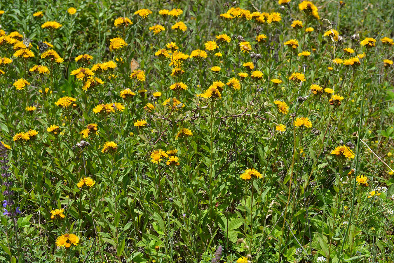 Image of Inula aspera specimen.