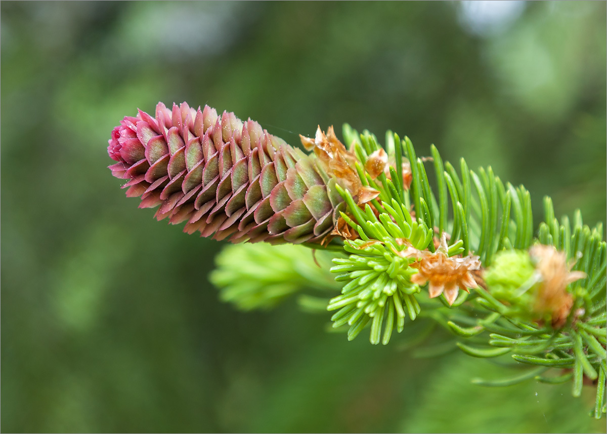 Изображение особи Picea abies.