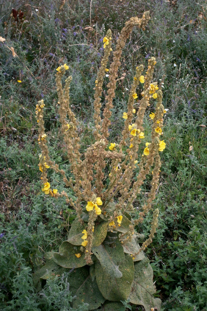 Изображение особи род Verbascum.