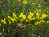Chamaecytisus ruthenicus. Цветущая ветвь. Украина, Львов, ландшафтный парк \"Знесенье\", травянистый склон. 9 мая 2008 г.