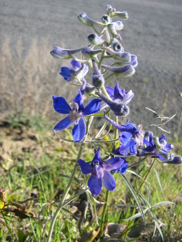 Image of genus Consolida specimen.