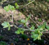 Ribes aureum