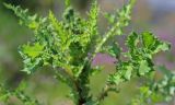 Sonchus oleraceus