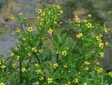 Ranunculus sceleratus