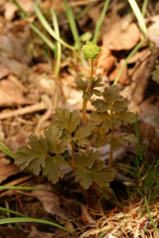 Image of Adoxa moschatellina specimen.