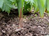 Arisaema sachalinense