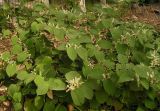 Reynoutria japonica