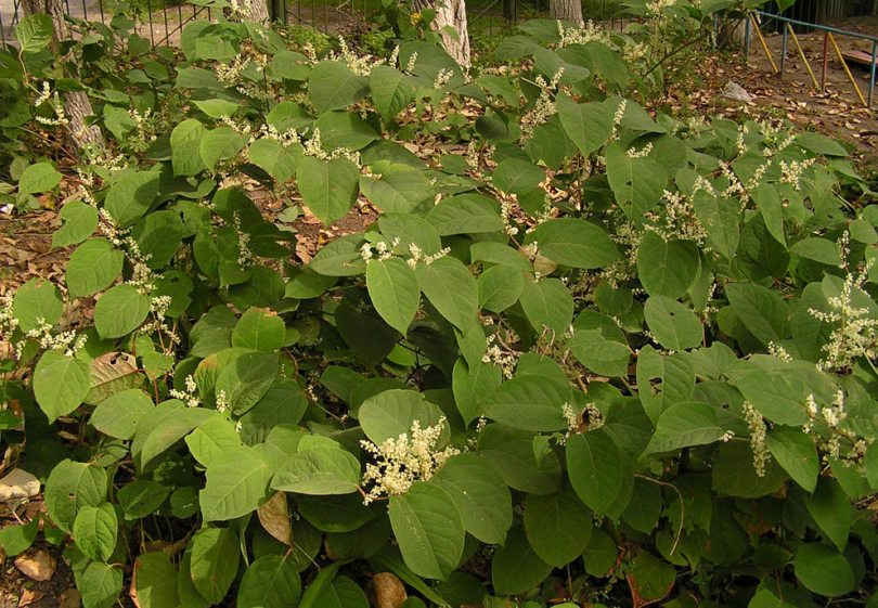 Изображение особи Reynoutria japonica.