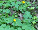 Ranunculus cappadocicus. Верхушки цветущих растений. Адыгея, левый берег р. Белая, вдоль тропы из пос. Каменномостовский до водопадов Руфабго. 27.04.2013.