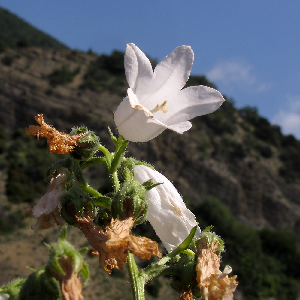 Image of Campanula komarovii specimen.