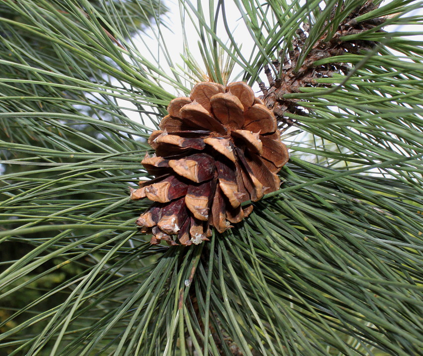 Изображение особи Pinus ponderosa.