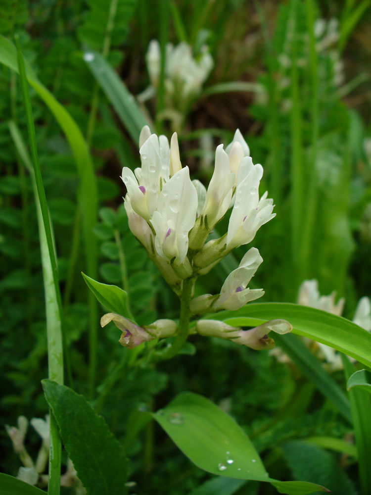 Изображение особи Astragalus demetrii.