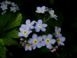 Myosotis butorinae