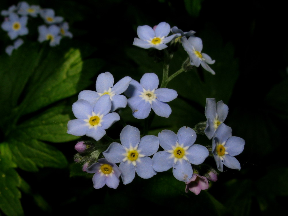 Image of Myosotis butorinae specimen.