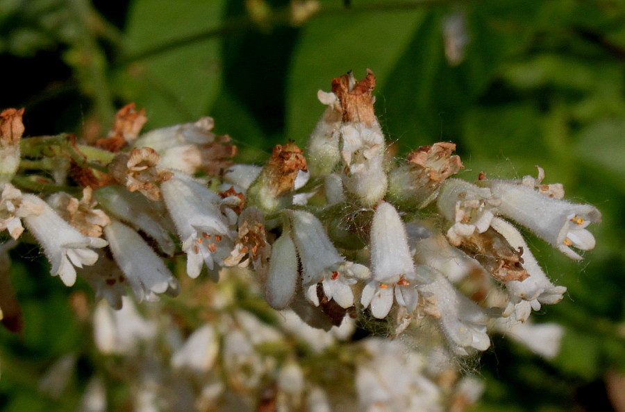 Image of genus Heuchera specimen.