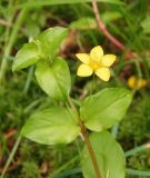 Lysimachia nemorum. Верхушка цветущего растения. Украина, Львовская обл., Бориславский горсовет, пгт Сходница, смешанный лес. 15.06.2014.