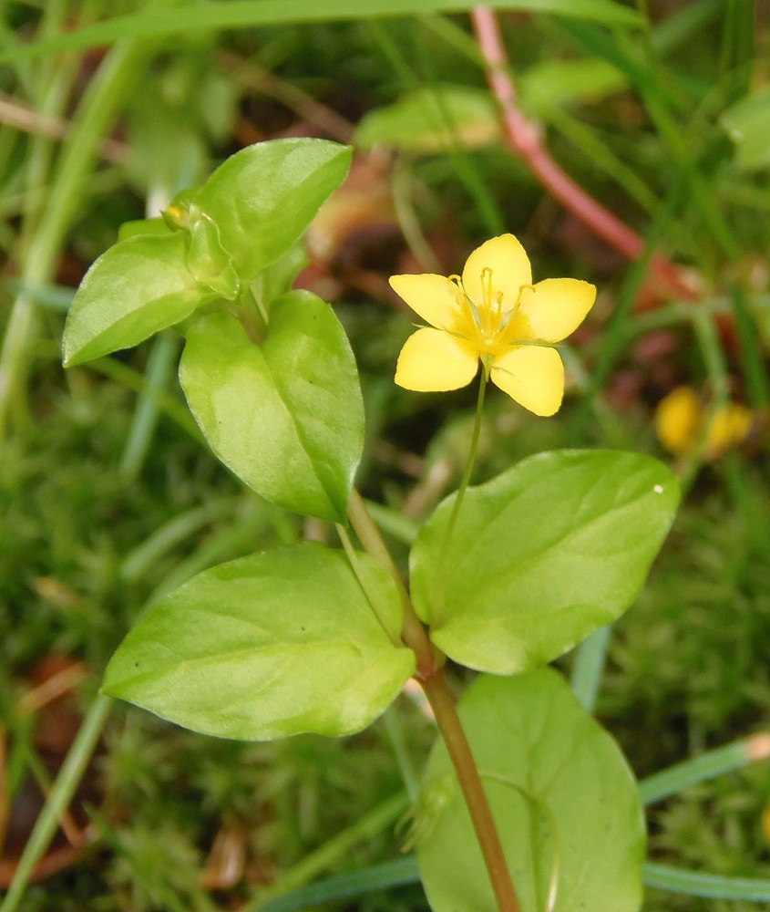 Изображение особи Lysimachia nemorum.