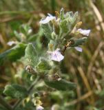 Teucrium scordioides. Верхушка побега с соцветиями. Краснодарский край, Кущёвский р-н, станица Шкуринская, высохшее дно придорожной канавы в балке Боброва. 15.07.2009.