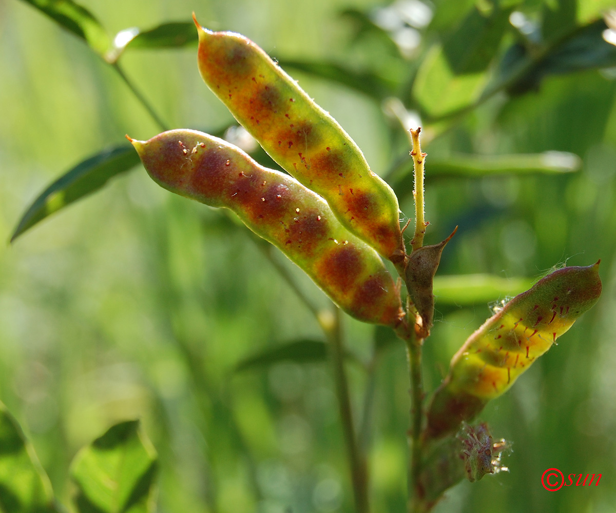 Семена солодки. Glycyrrhiza glabra плод. Лакрица растение. Солодка Уральская плод. Glycyrrhíza glabra.