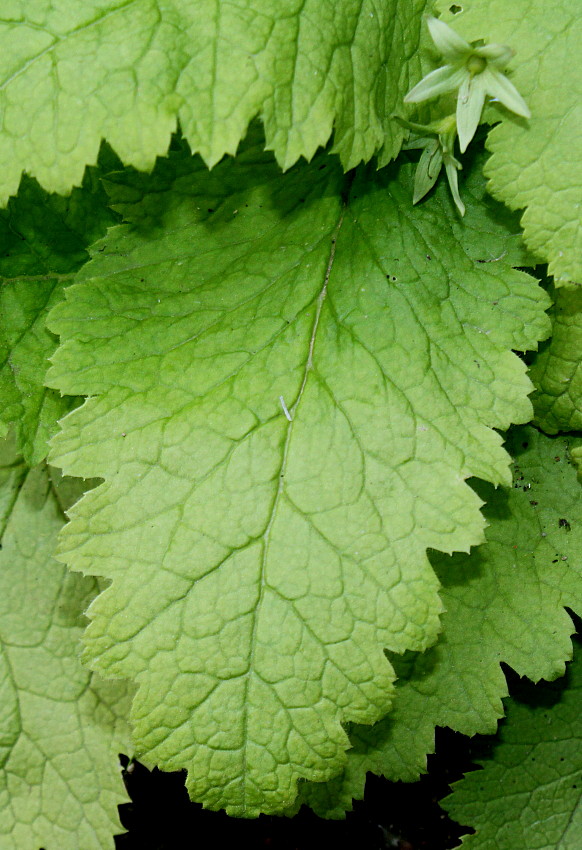 Image of Primula sieboldii specimen.