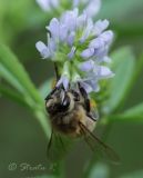 Trigonella procumbens. Соцветие с фуражирующей пчелой. Молдова, Страшенский р-н, с. Каприяна, свежая грабовая дубрава. 22.06.2014.