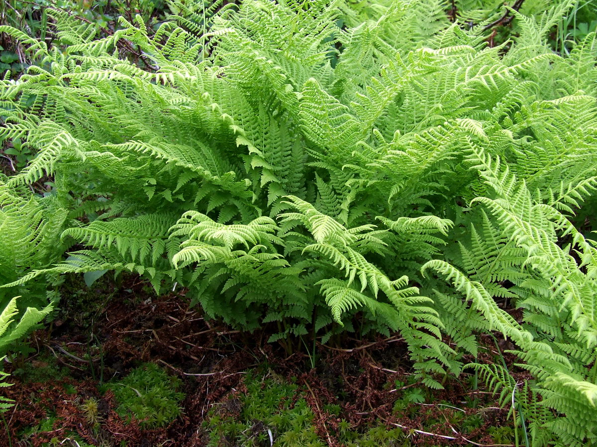 Image of Athyrium distentifolium specimen.