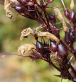 Penstemon digitalis. Часть соплодия с остатками венчиков цветков. Германия, г. Дюссельдорф, Ботанический сад университета. 03.07.2014.