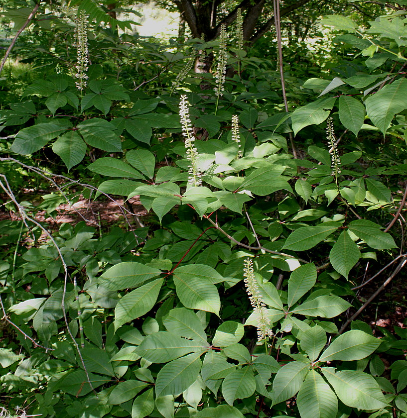 Image of Aesculus parviflora specimen.