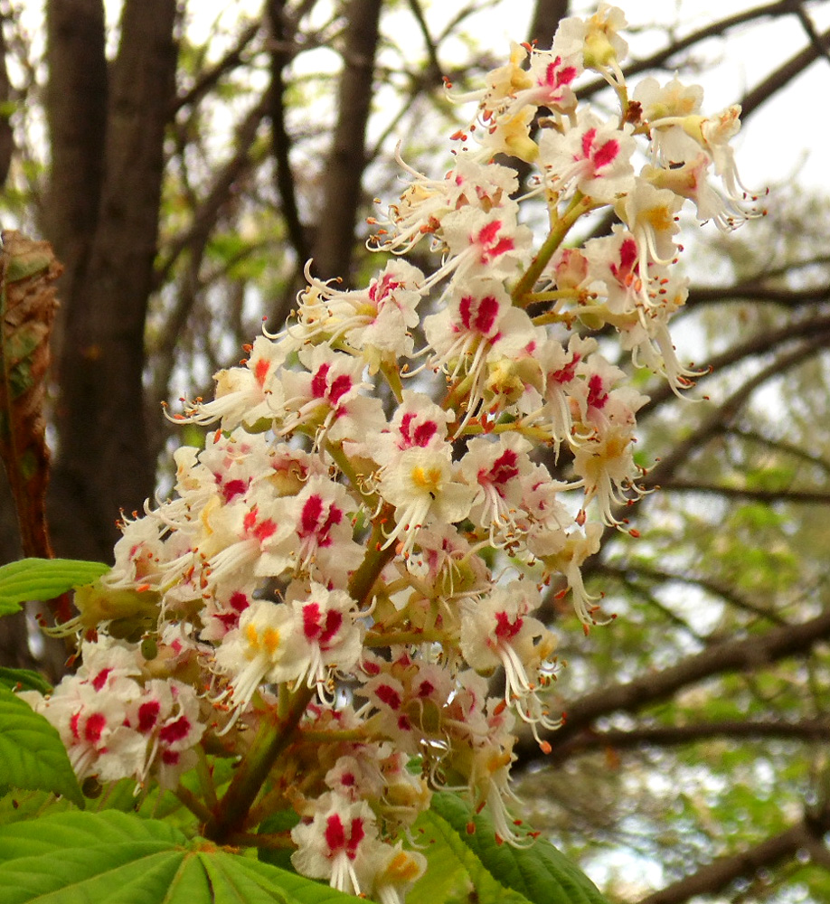 Изображение особи Aesculus hippocastanum.