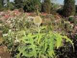 genus Echinops