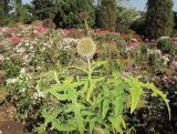 род Echinops