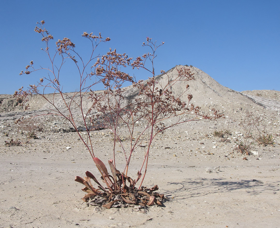 Image of Limonium scoparium specimen.