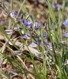 Polygala tenuifolia