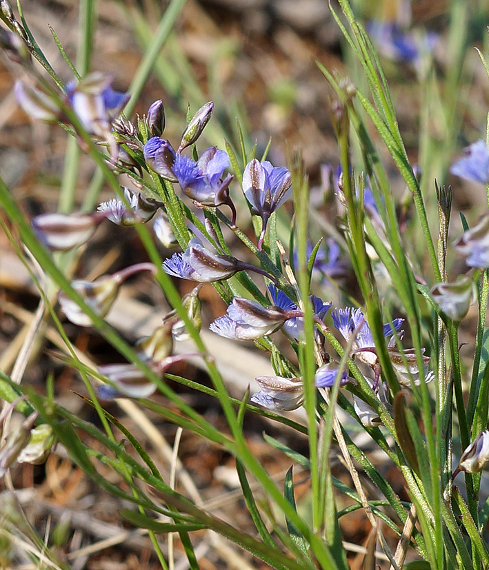 Изображение особи Polygala tenuifolia.