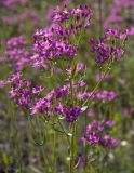 род Centaurium