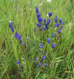 Gentiana pneumonanthe