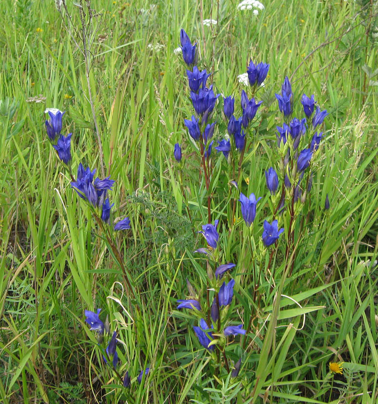 Image of Gentiana pneumonanthe specimen.