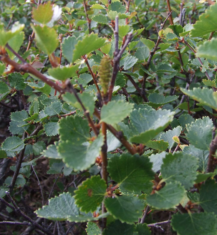 Изображение особи Betula &times; alpestris.